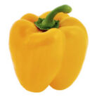 Yellow-Bell-Pepper_Iconic