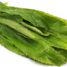 culantro long coriander ancho cilantro ancho fast delivery entrega en santo domingo con traibuy